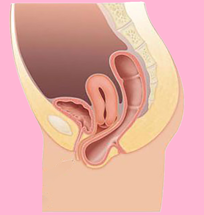 Uro gynecology workshop module