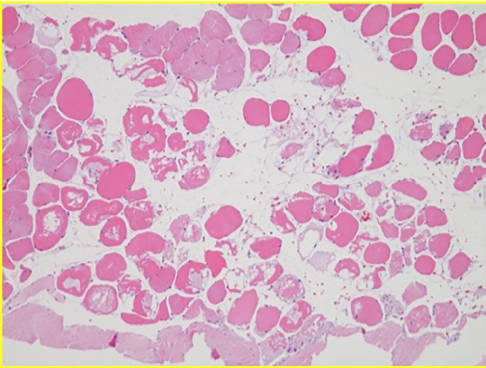 Histology