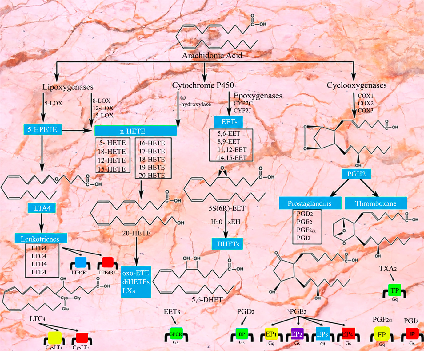 Scientific diagram illustrating biochemical signaling pathways associated with Myomodulation mechanisms of action